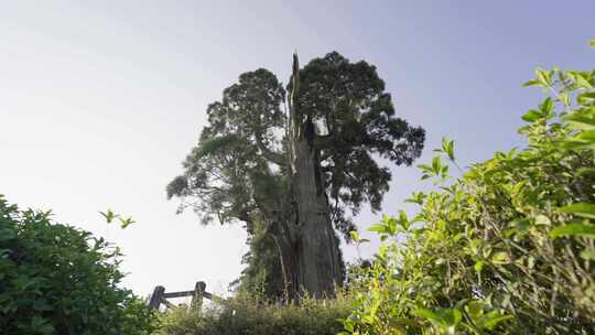 浙江丽水景宁畲族自治县云中大漈时思寺建筑