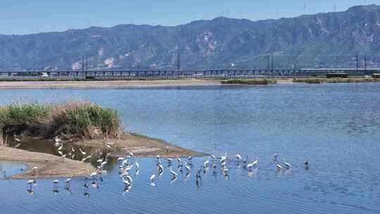 山西运城盐湖白鹭栖息飞翔，候鸟湿地生态