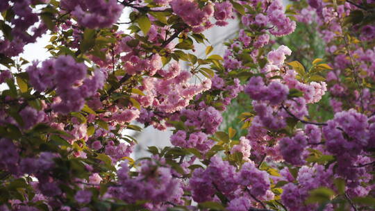 阳光下公园盛开的鲜艳花朵枝叶树叶