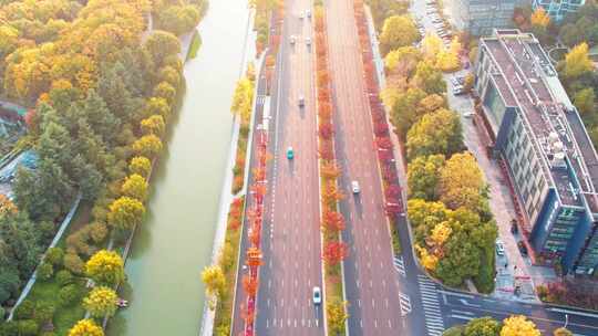 秋天城市道路秋色风景