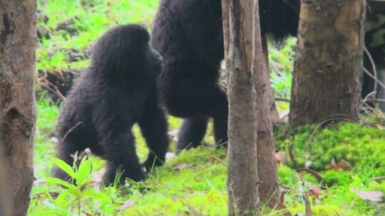 大猩猩在丛林中玩耍视频素材模板下载