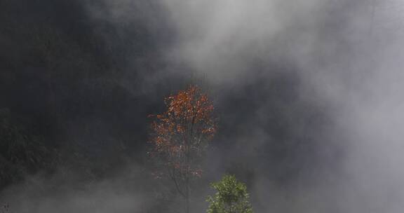 晨曦江南高山森林树林云海云雾生态环境