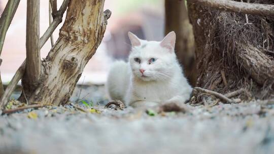 白色的猫躺在街道边休息