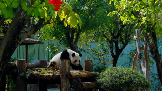动物园的大熊猫