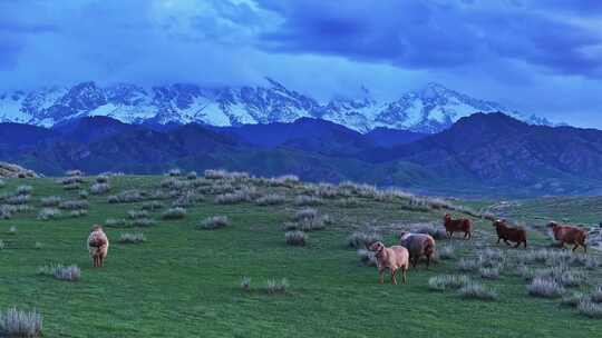 新疆草原羊群航拍