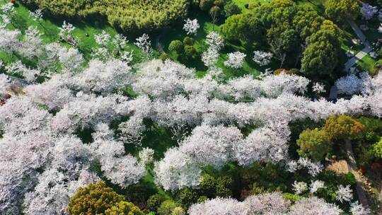 无锡金匮公园樱花航拍俯瞰横移视角
