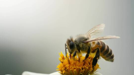 【正版4K素材】蜜蜂采花升格视频