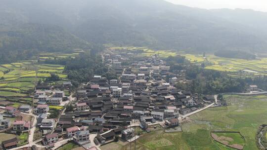 航拍南方美丽乡村田园金黄油菜花