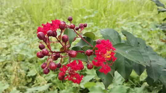 花朵特写