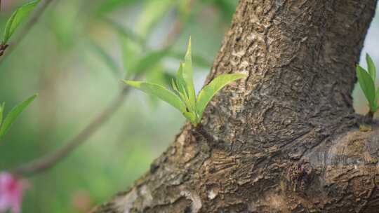 植物春天嫩芽嫩叶生长