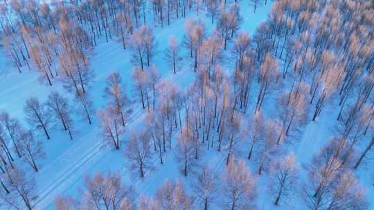 冬季雪地中树木林立的唯美景象