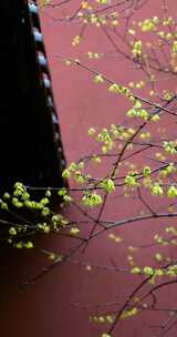 杭州 古风 下雨天 屋檐 梅花 腊梅