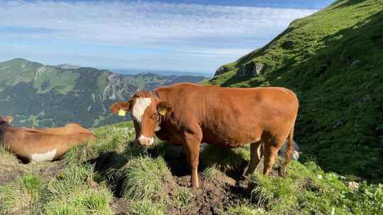在瑞士Rautispitz山给家养奶牛打上耳标