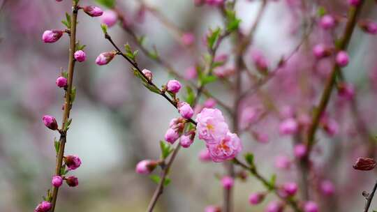 春花烂漫春天的桃花