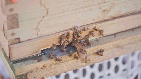 中蜂蜂出勤采蜜