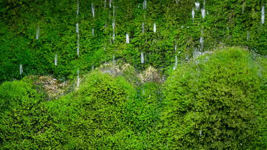 苔藓绿色水滴溪流