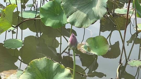 湖面的荷叶