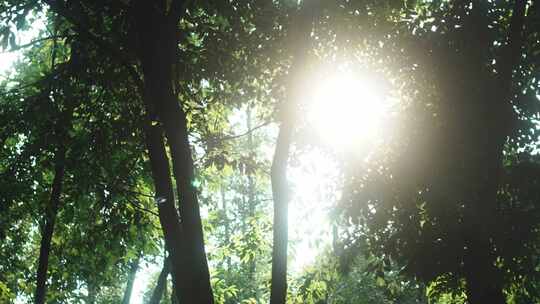 树林阳光透过树叶摇移镜头
