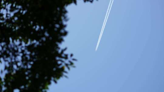 洛阳夏日大自然阳光下的植物空镜头