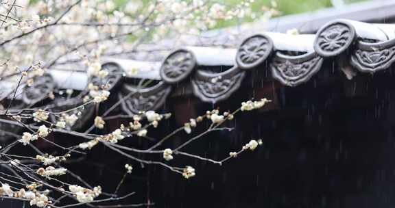 屋檐旁挂着雨滴的梅花特写