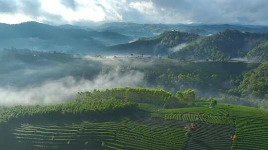 航拍茶山