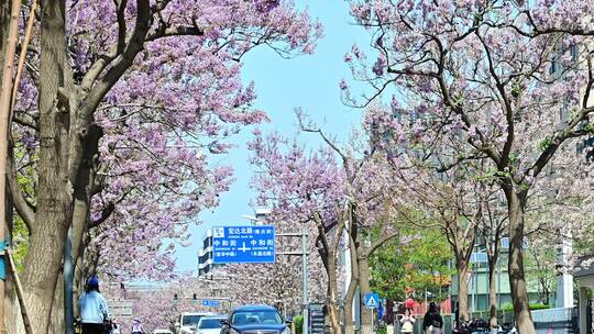 北京亦庄的梧桐大道花海街道