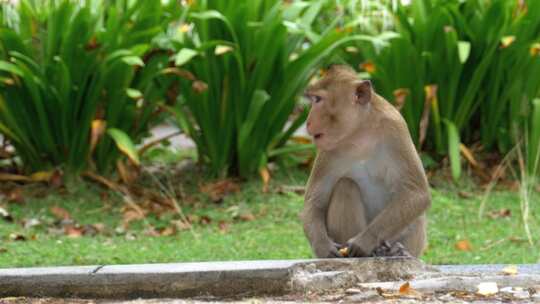 泰国考考开放动物园的猴子坐在地上吃食物