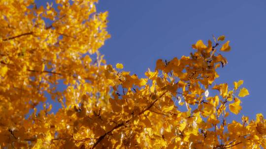 秋季金黄的枫树视频素材模板下载