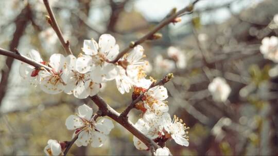 初春盛开的白梅花