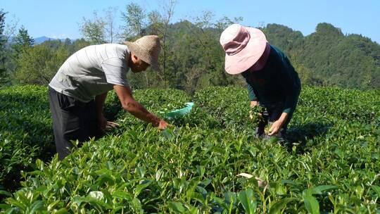 茶园茶叶采摘4K实拍视频