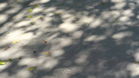 树影光影路上树叶影子地上树影风吹树叶阳光
