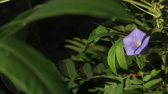 野花野草