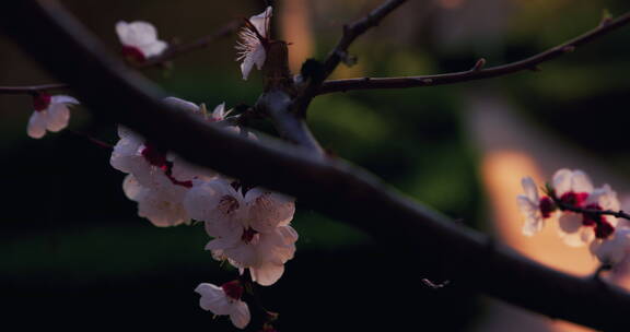 移动轨道拍摄夕阳背景的杏花系列