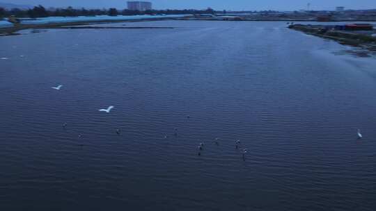 湿地白鹭航拍