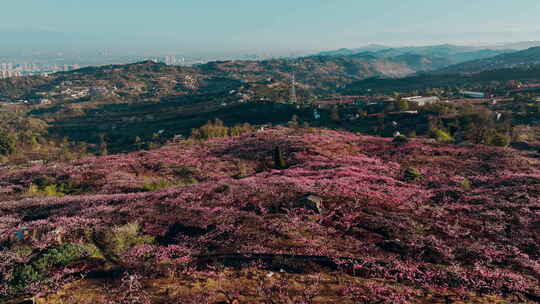 龙泉桃花-1