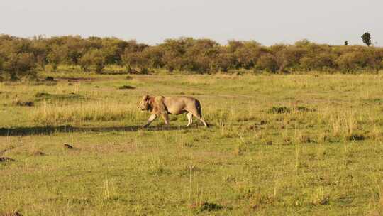 Safari，步行，非洲，热带草原