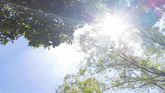 夏天阳光穿过树林唯美空镜头视频素材