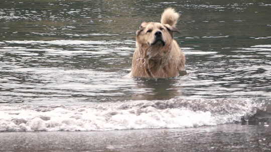 狗在水中甩水慢动作