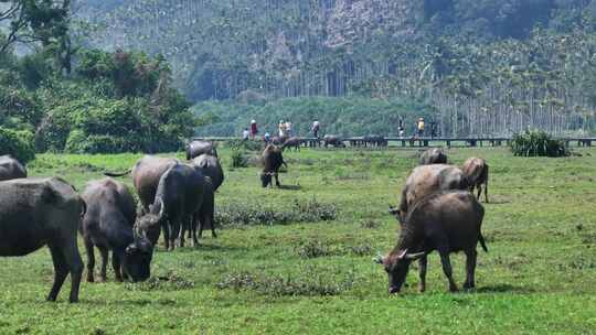 海南农田里的水牛吃草