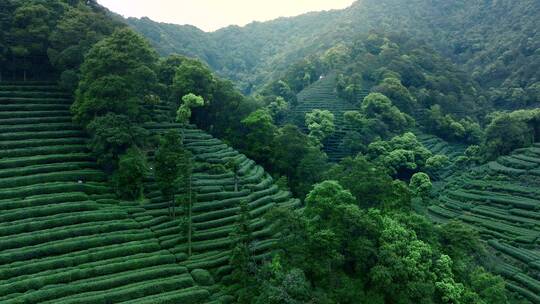 航拍西湖龙井茶园