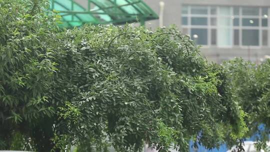 下雨植物叶子滴水绿叶天空