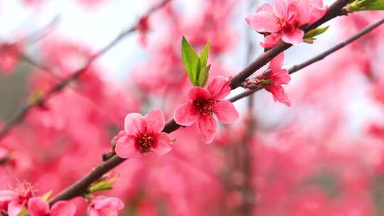 桃花林、连平鹰嘴桃、鹰嘴桃花