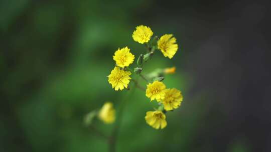 黄鹌菜野菊花开花了春风春分盛开2643