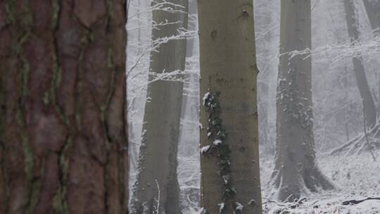 追踪镜头从雪域林地的树木上拉开