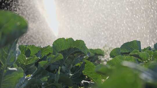 灌溉蔬菜种植园洒水车灌溉蔬菜作物视频素材模板下载