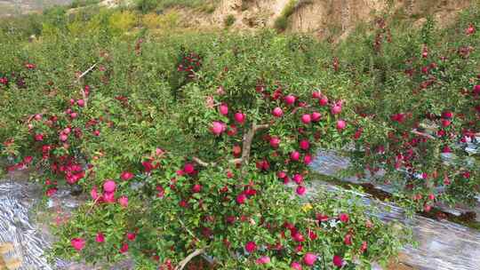 静宁苹果种植园4K航拍素材视频素材模板下载