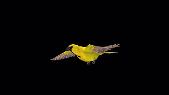 正在飞翔的热带黄鹂鸟3D动画
