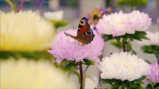 花蝴蝶在粉色花朵上采花视频素材模板下载