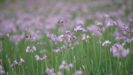 公园绿化鲜花野花