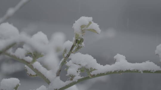 冬季雪景 城市初雪 下雪空镜